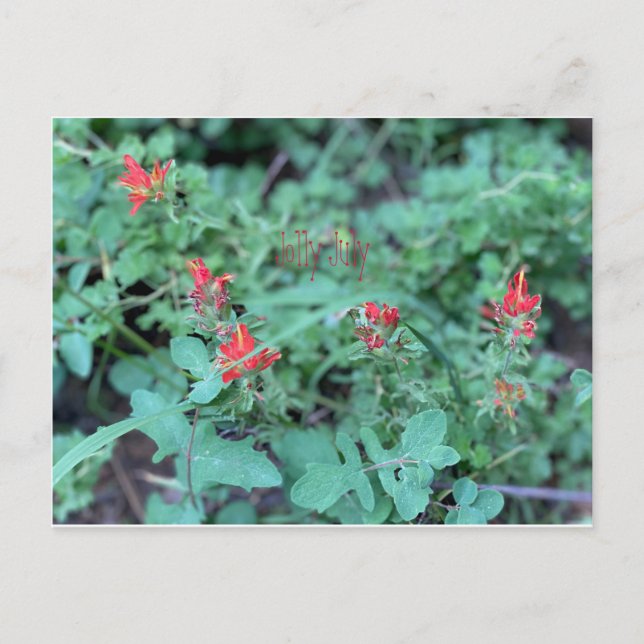 Jolly Juli Postcard Postkarte (Vorderseite)
