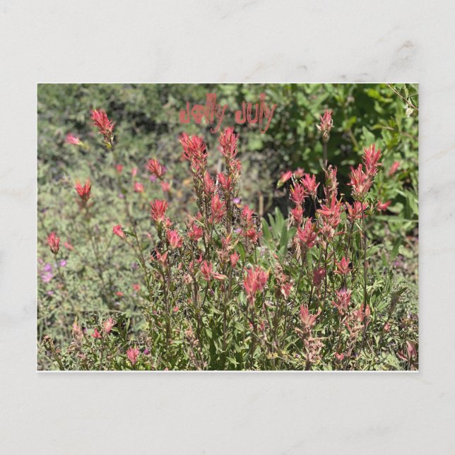 Jolly Juli Postkarte (Vorderseite)