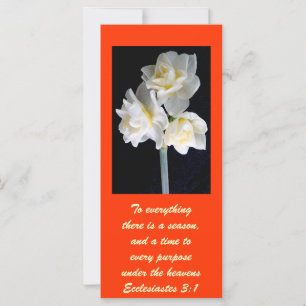 Jonquil Blume - Ecclesiastes 3:1