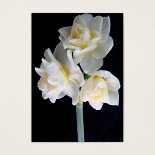 Jonquil Blume - Ecclesiastes 3:1 Flächen-Karte/