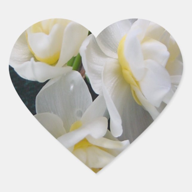 Jonquil Blume - Ecclesiastes 3:1 Herz-Aufkleber (Vorderseite)