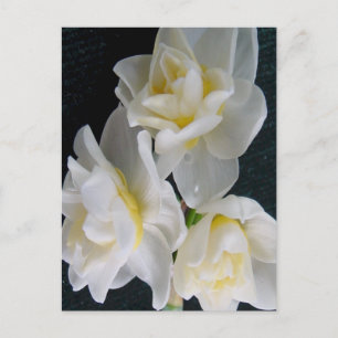 Jonquil Blume - Ecclesiastes 3:1 Postkarte