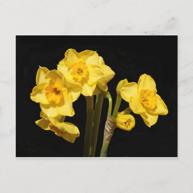 Jonquil Blume Postcard Postkarte (Vorderseite)