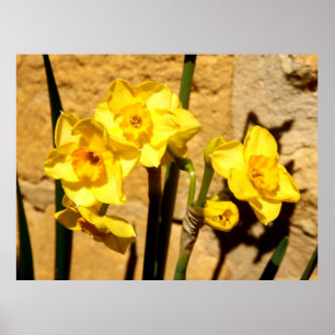 Jonquil Blume Poster