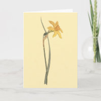 Jonquil Daffodil Yellow Blume Illustration