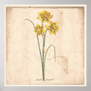 Jonquils Antique Botanic Print Poster