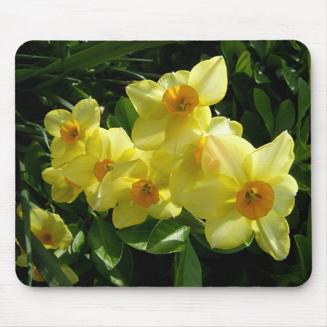 Jonquils/Narzissen/Narzisse Mousepad (Vorne)