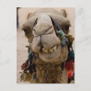 Jordanien, antike nabatäische Stadt Petra. Lokale Postkarte