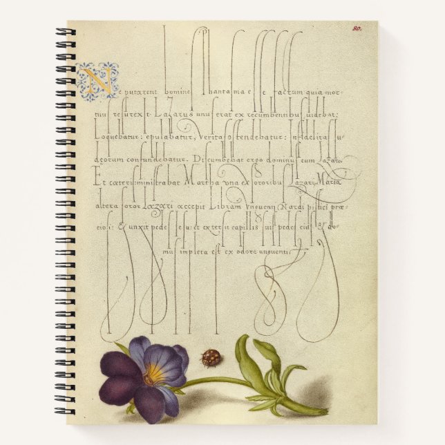 Joris Hoefnagel Ladybird und European 1562 Notizbuch (Vorderseite)