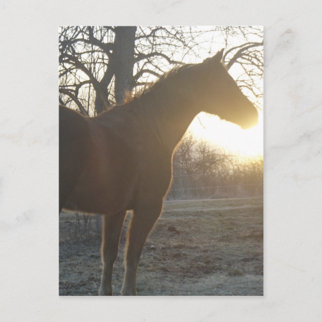 Jose Benito Postkarte (Vorderseite)