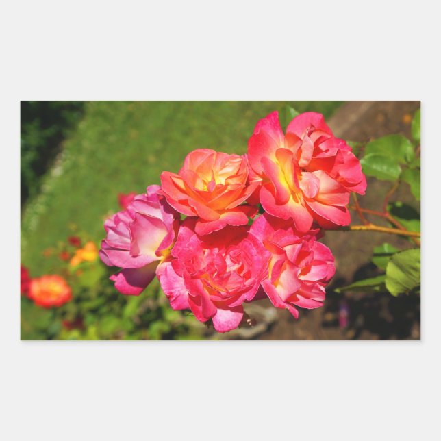 Joseph's Coat Rose #1-2 Stickers (Vorderseite)