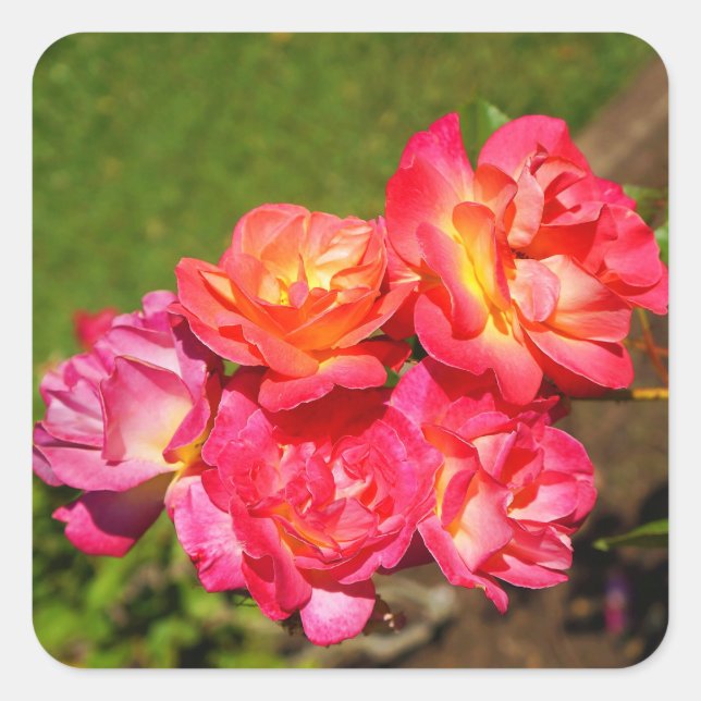 Joseph's Coat Rose #1 Stickers (Vorderseite)
