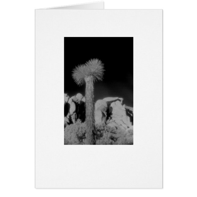 "Joshua Tree" (Vorne)