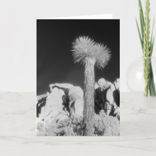 Joshua Tree #1 Karte