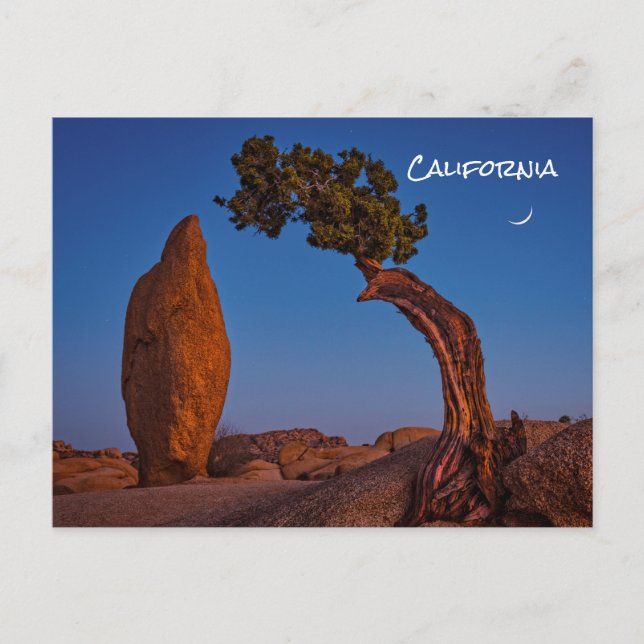 Joshua Tree California Postcard Postkarte (Vorderseite)