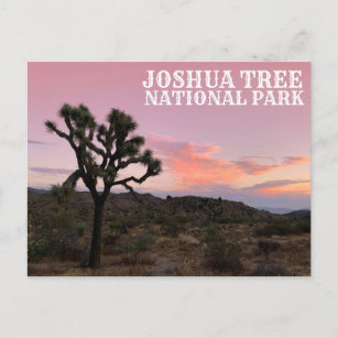 Joshua Tree California Sunset Postkarte