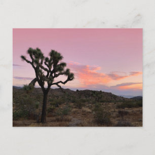 Joshua Tree California Sunset Postkarte