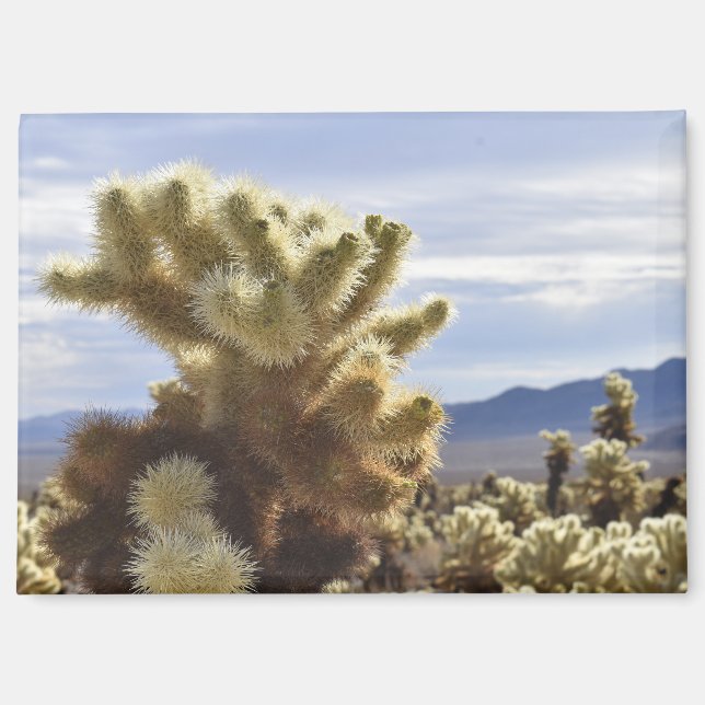 Joshua Tree Cholla Magnet (Vorderseite)