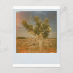 Joshua Tree Dekoriert Postkarte