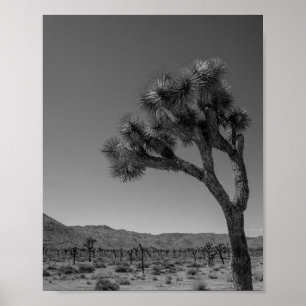 Joshua Tree Desert Landschaft - Nationalpark Foto Poster