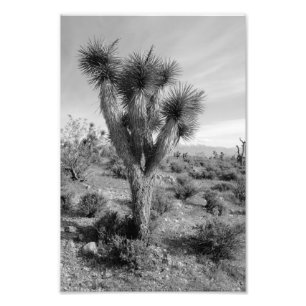 Joshua Tree Forest, Utah Fotodruck