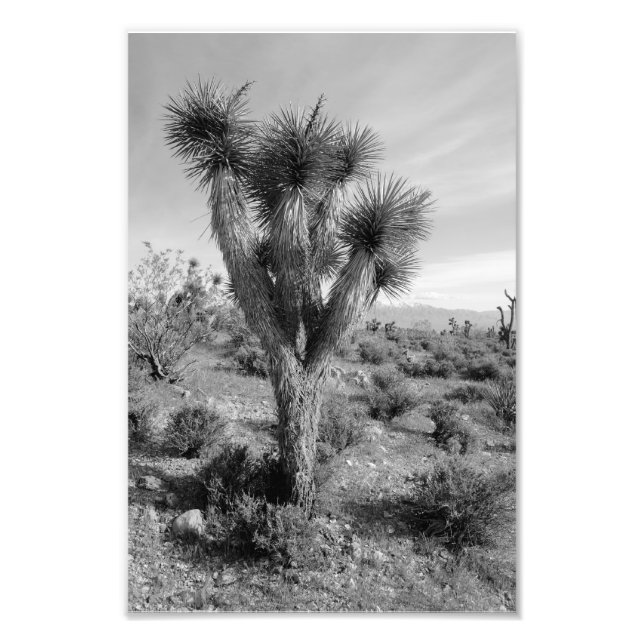 Joshua Tree Forest, Utah Fotodruck (Vorne)