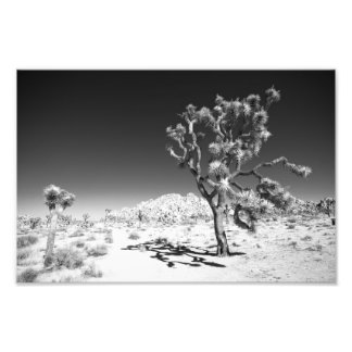 Joshua Tree Fotodruck