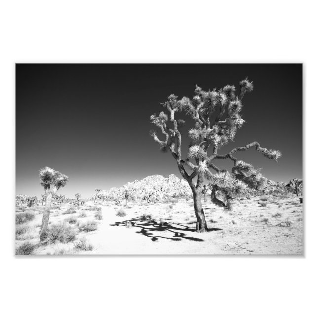 Joshua Tree Fotodruck (Vorne)
