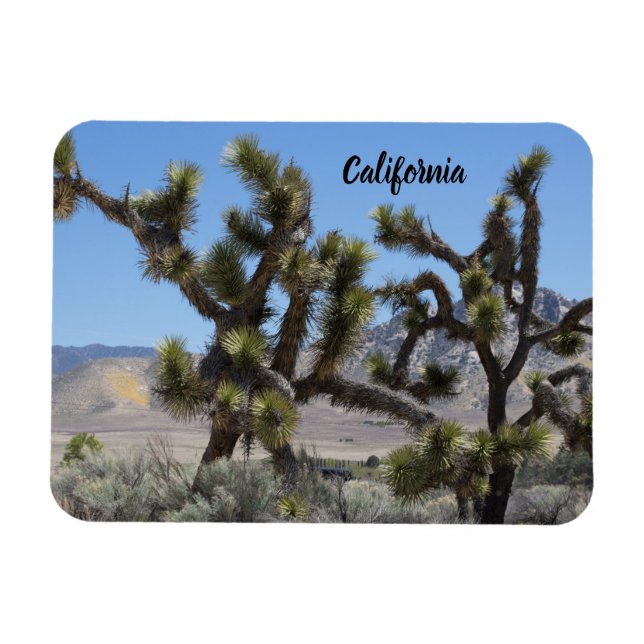 Joshua Tree in Kalifornien Magnet (Horizontal)