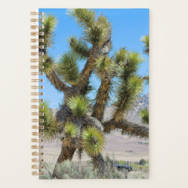 Joshua Tree in Kalifornien Planer
