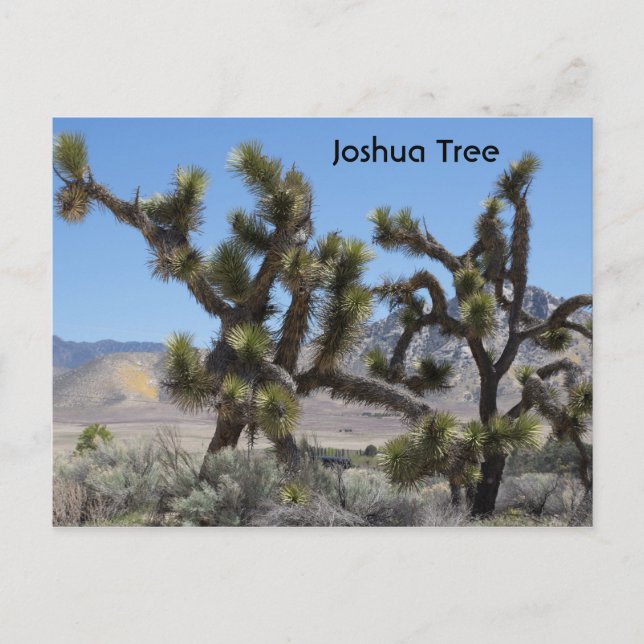 Joshua Tree in Kalifornien Postkarte (Vorderseite)