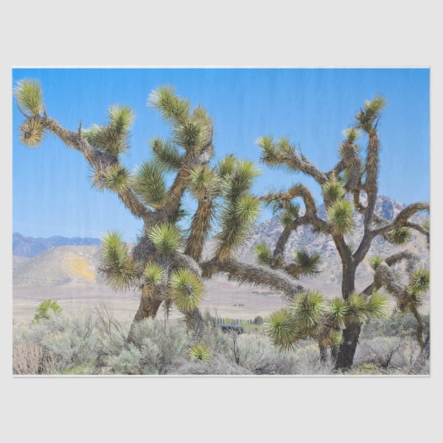 Joshua Tree in Kalifornien Seidenpapier (Vorderseite)