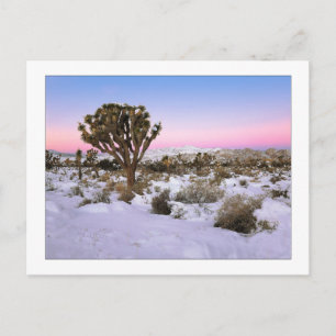 "Joshua Tree in Snow" Postkarte