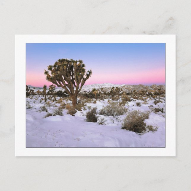 "Joshua Tree in Snow" Postkarte (Vorderseite)