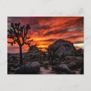 Joshua Tree National Park at sunset Postcard Postkarte