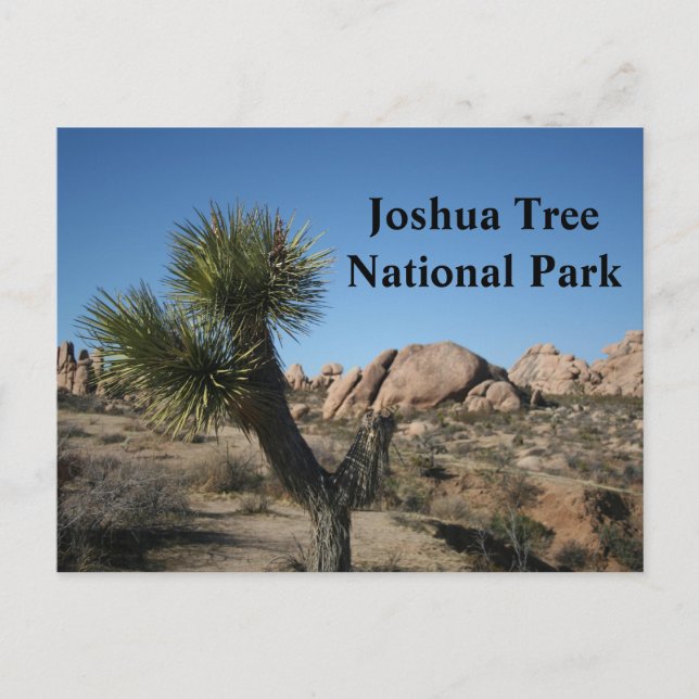 Joshua Tree National Park California Travel USA Postkarte (Vorderseite)