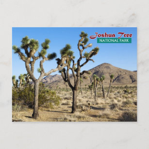 Joshua Tree National Park, Kalifornien Postkarte