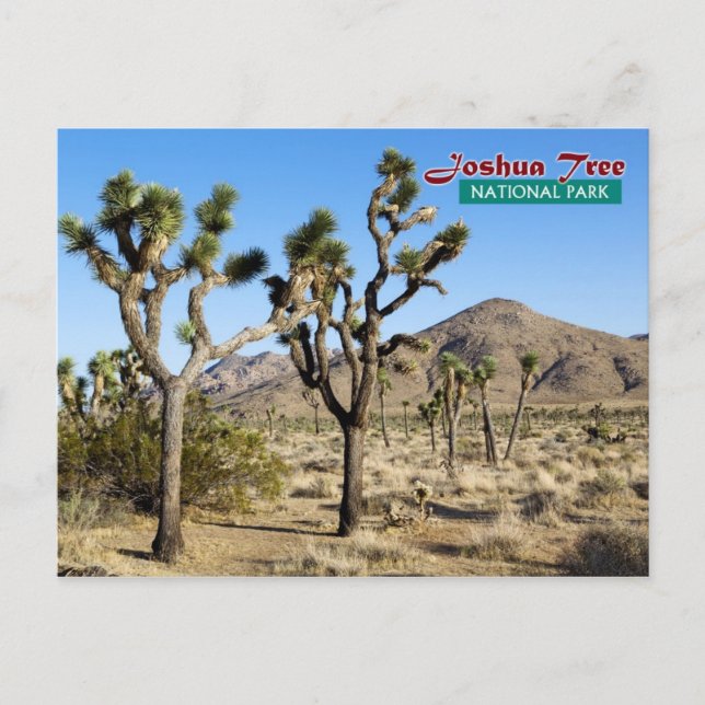Joshua Tree National Park, Kalifornien Postkarte (Vorderseite)