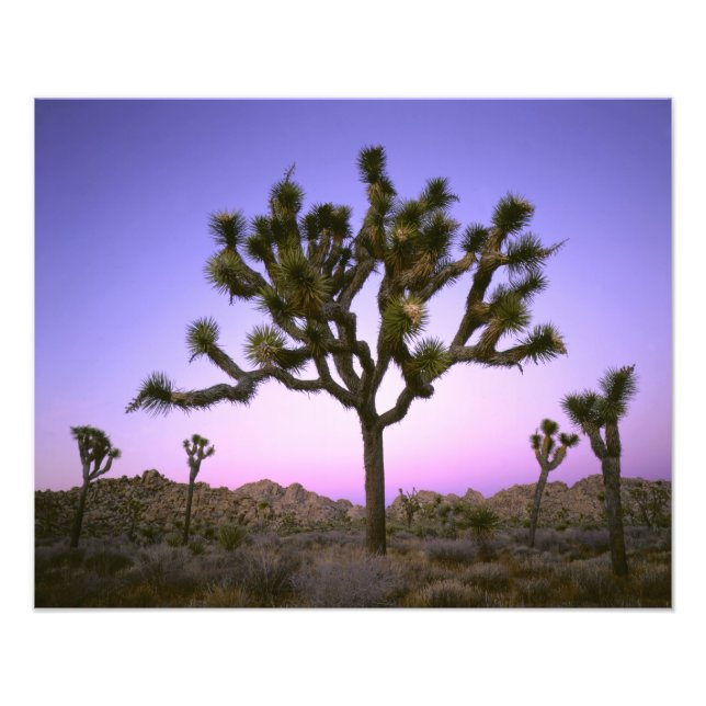 JOSHUA TREE NATIONAL PARK, KALIFORNIEN. USA. FOTODRUCK (Vorne)