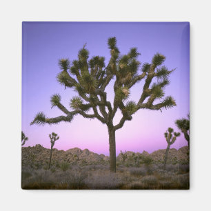 JOSHUA TREE NATIONAL PARK, KALIFORNIEN. USA. MAGNET