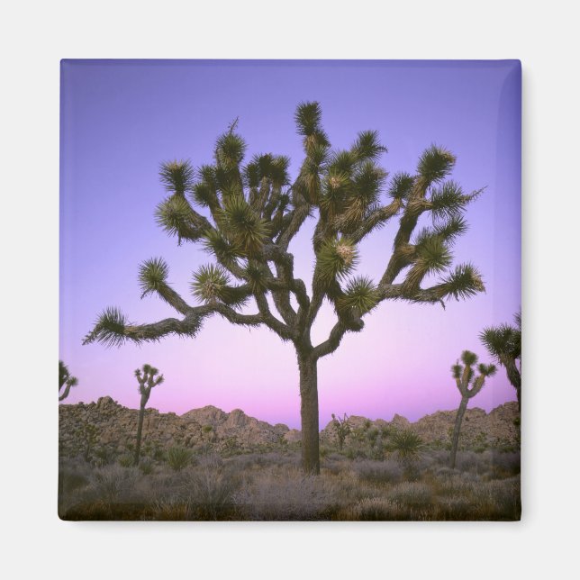 JOSHUA TREE NATIONAL PARK, KALIFORNIEN. USA. MAGNET (Vorne)