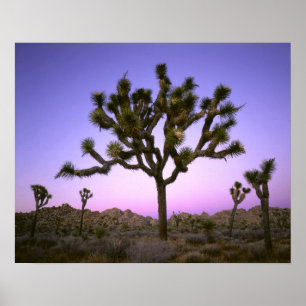 JOSHUA TREE NATIONAL PARK, KALIFORNIEN. USA. POSTER