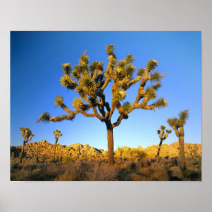 Joshua Tree National Park, Kalifornien. USA. Poster