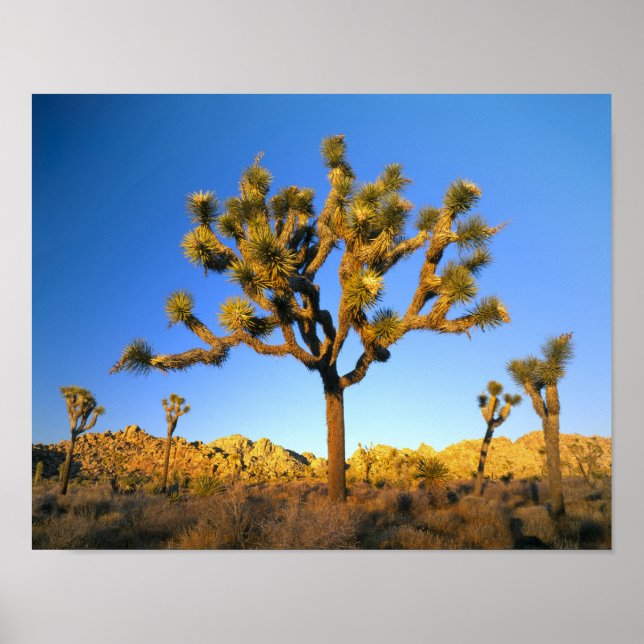 Joshua Tree National Park, Kalifornien. USA. Poster (Vorne)