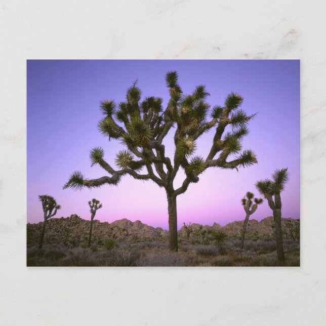 JOSHUA TREE NATIONAL PARK, KALIFORNIEN. USA. POSTKARTE (Vorderseite)