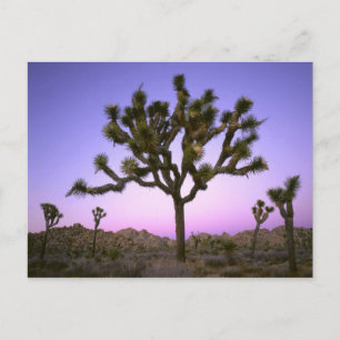 JOSHUA TREE NATIONAL PARK, KALIFORNIEN. USA. POSTKARTE