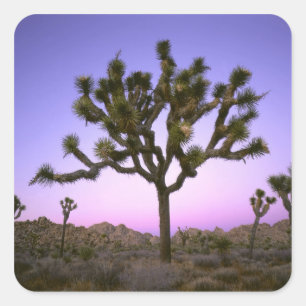 JOSHUA TREE NATIONAL PARK, KALIFORNIEN. USA. QUADRATISCHER AUFKLEBER
