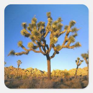 Joshua Tree National Park, Kalifornien. USA. Quadratischer Aufkleber