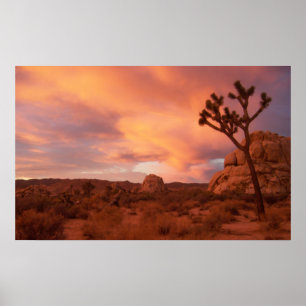 Joshua Tree National Park - Sunrise Poster