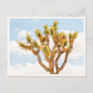 Joshua Tree Nationalpark-Fan-Fotogeschenk Postkarte